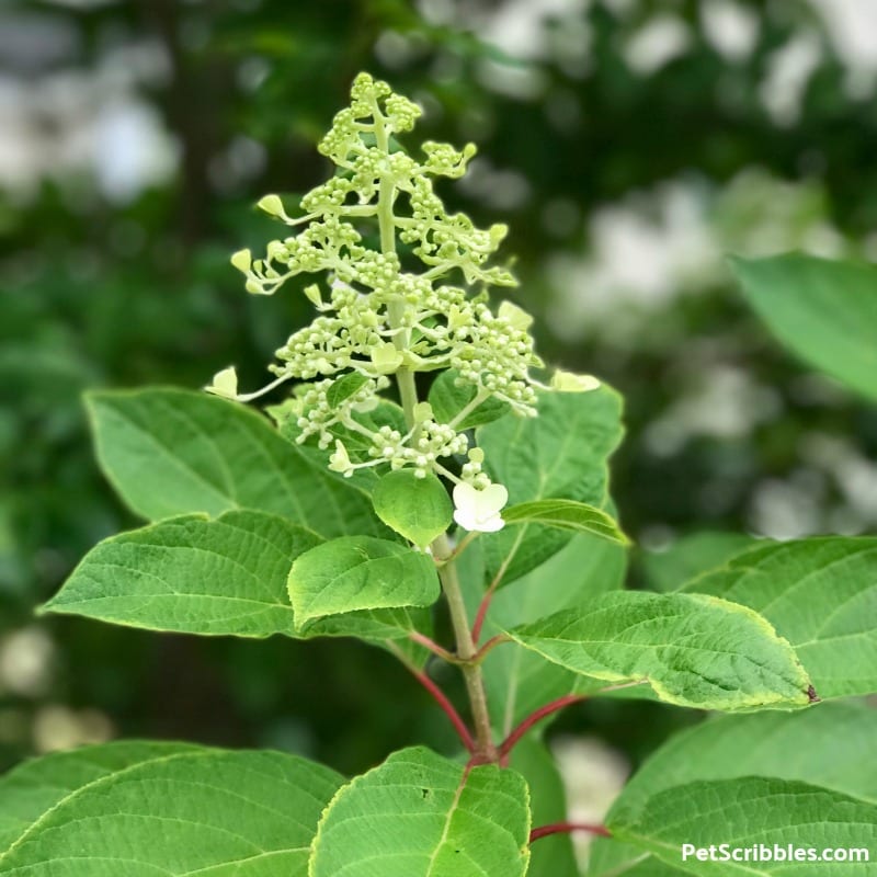 lime green Pinky Winky flower buds