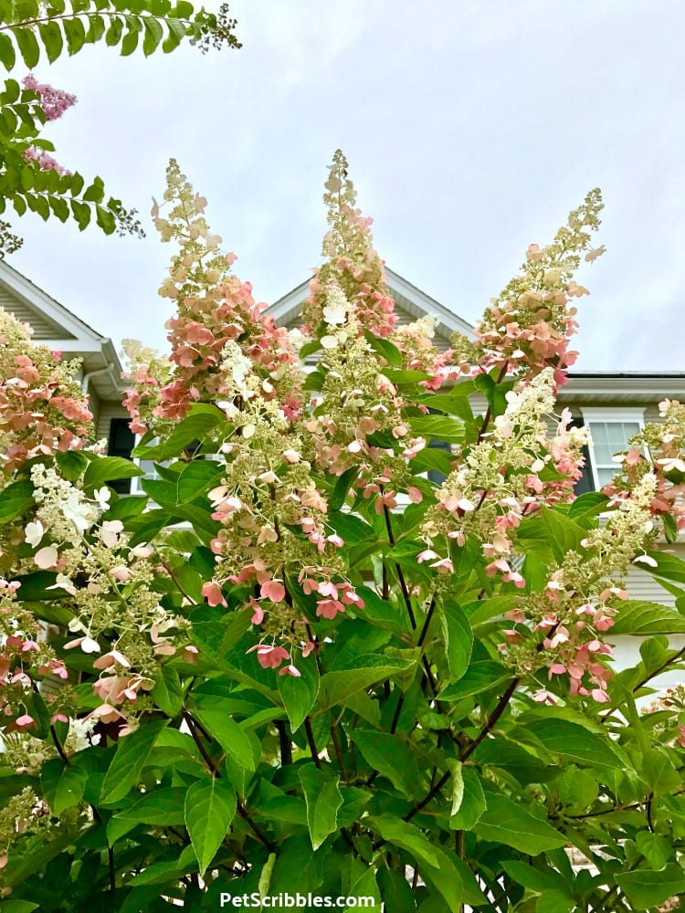 Pinky Winky flowers against a cloudy sky