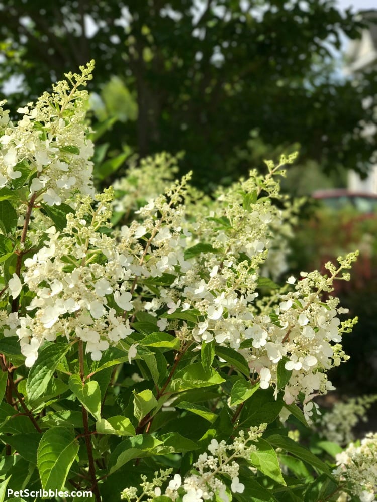 white Pinky Winky flowers in Summer