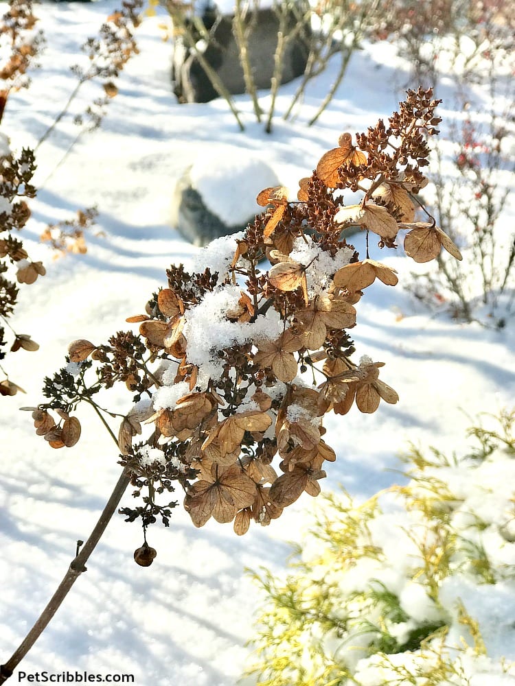 dried Pinky Winky flowers partially covered with snow