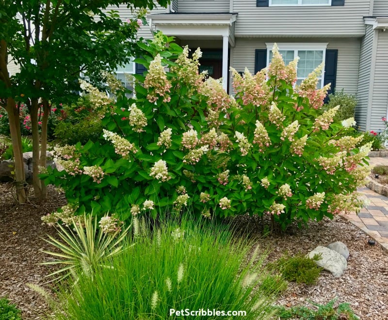 fully-grown large Pinky Winky shrub