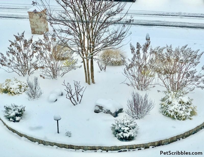 Snow-covered garden in Winter