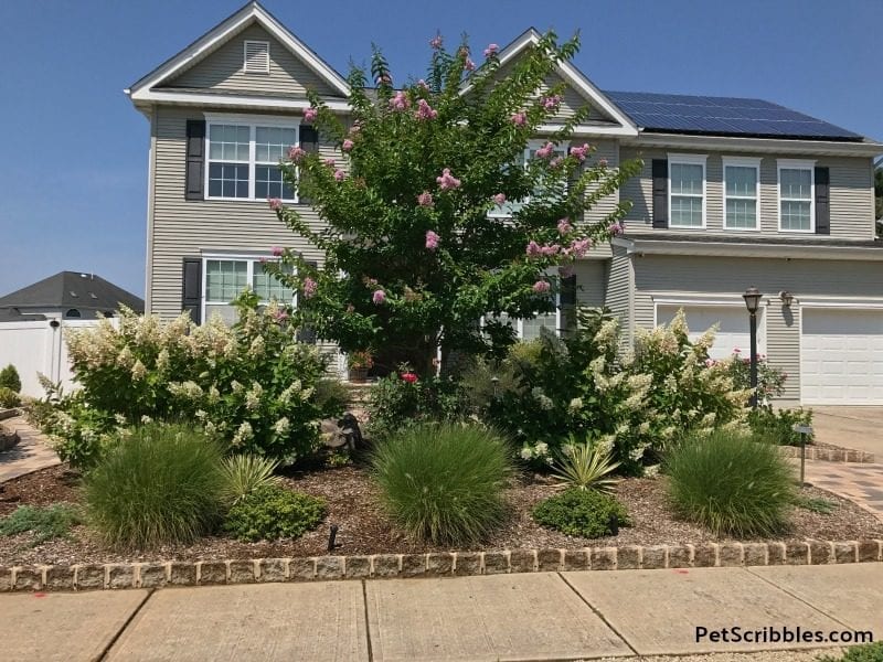 Summer garden curb appeal -- with a grass-free front yard filled with garden beds!