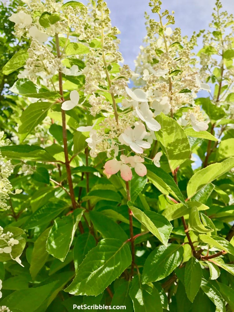 cone-shaped Pinky Winky flowers in early Summer