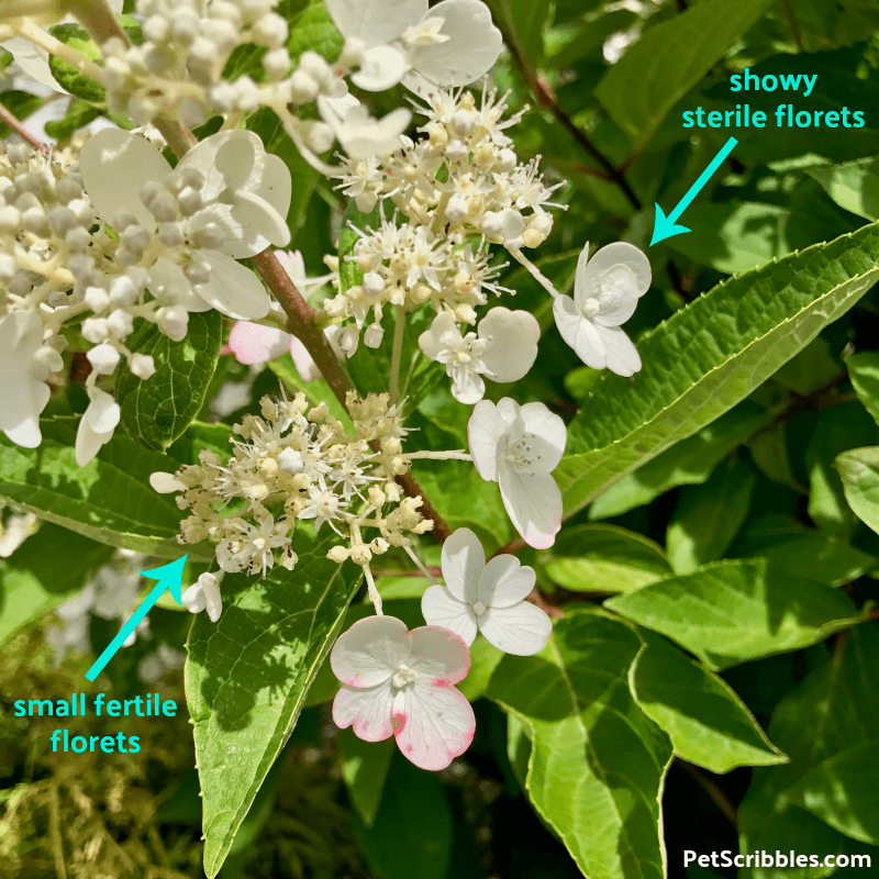 panicle hydrangea sterile florets and fertile florets on the same flower head