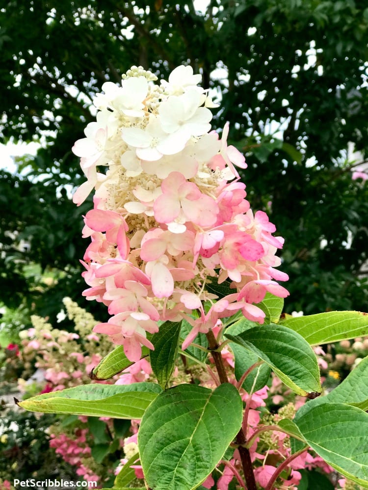 pink and white two-tone blossoms of Pinky Winky Hydrangea