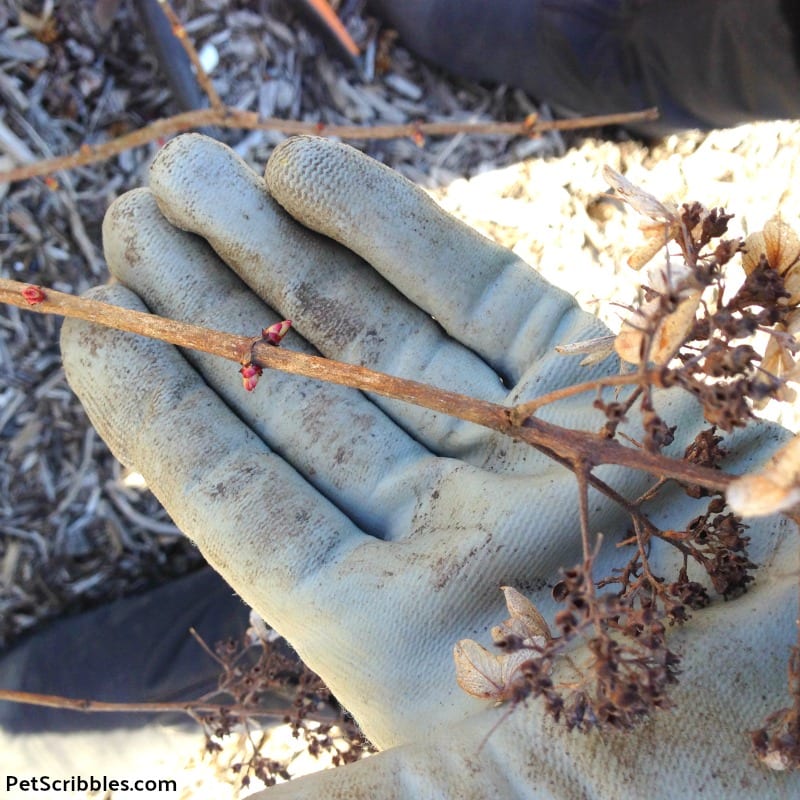 prune Pinky Winky Hydrangea easily