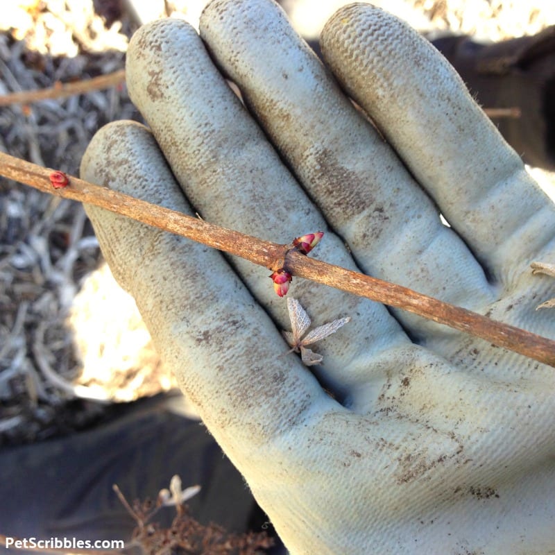 showing where to prune on a Pinky Winky Hydrangea stem next to two buds