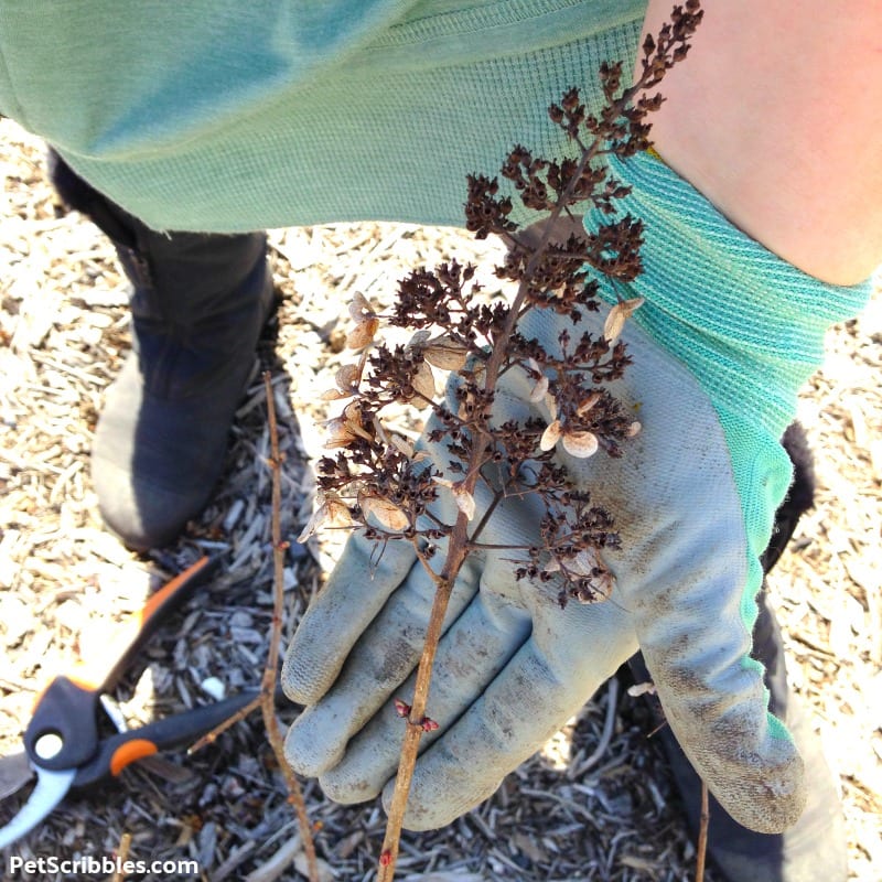 pruning Pinky Winky Hydrangea