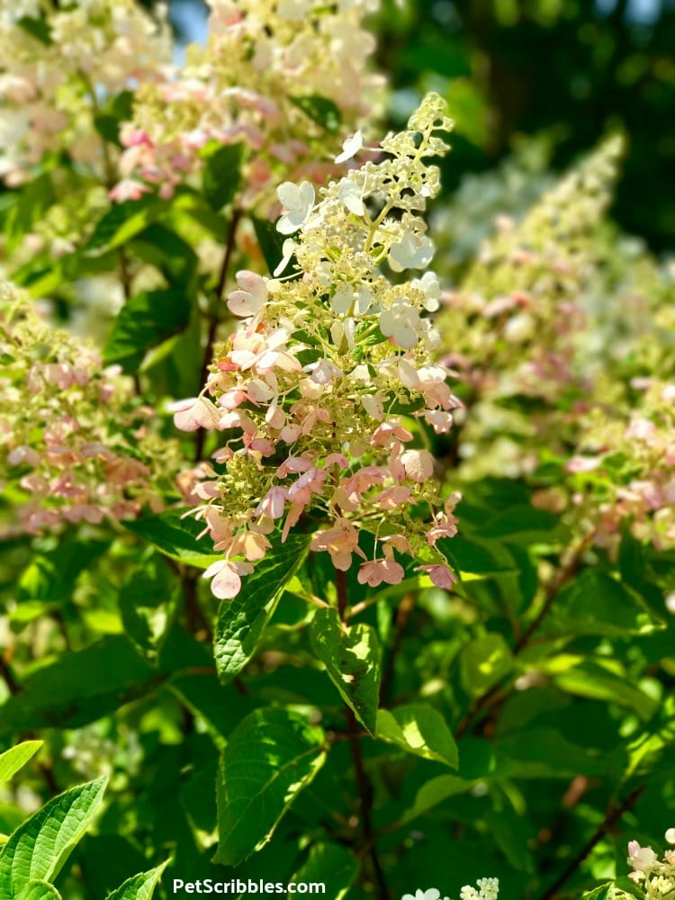 sun shining on Pinky Winky hydrangeas shrub