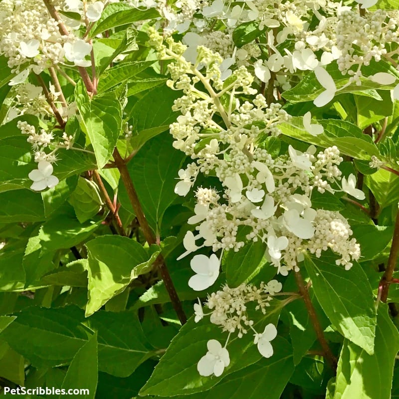 white Pinky Winky flowers in early Summer