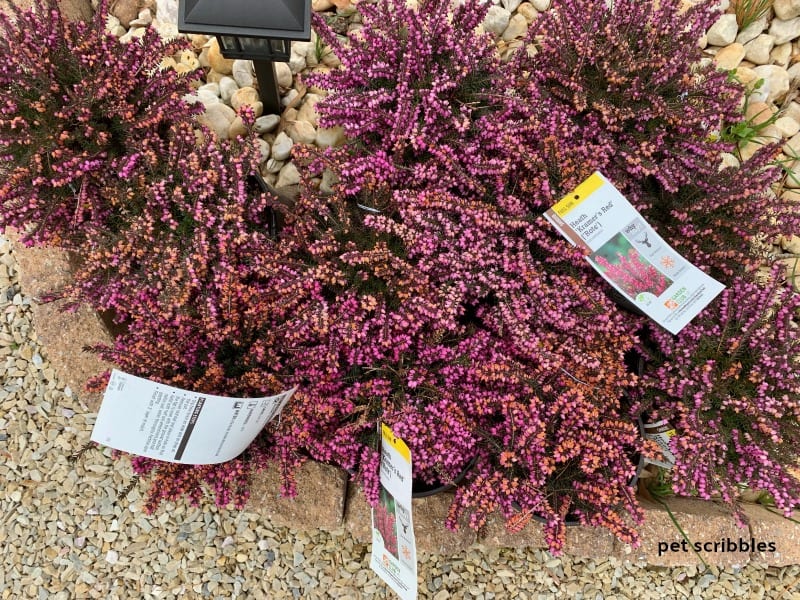 Kramer's Red Heath shrubs waiting to be planted