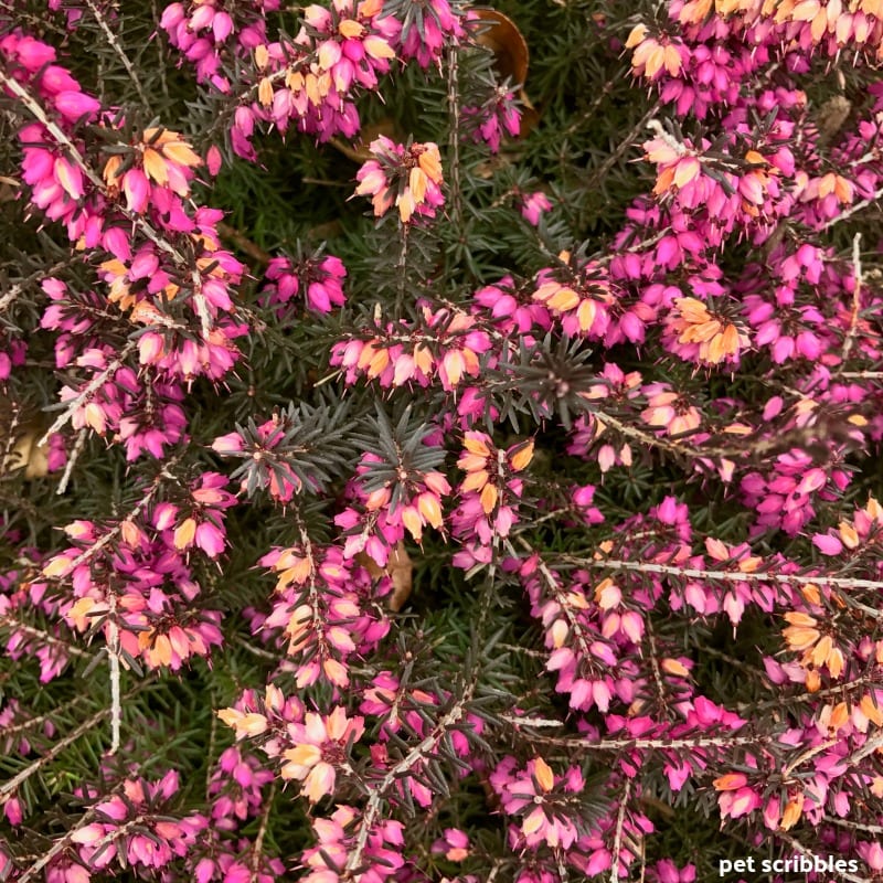 Kramer's Red Winter Heath in Spring as blooms begin to fade