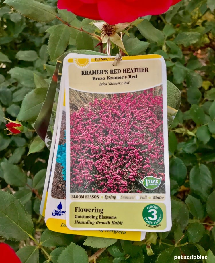 Kramer's Red Heather plant tag