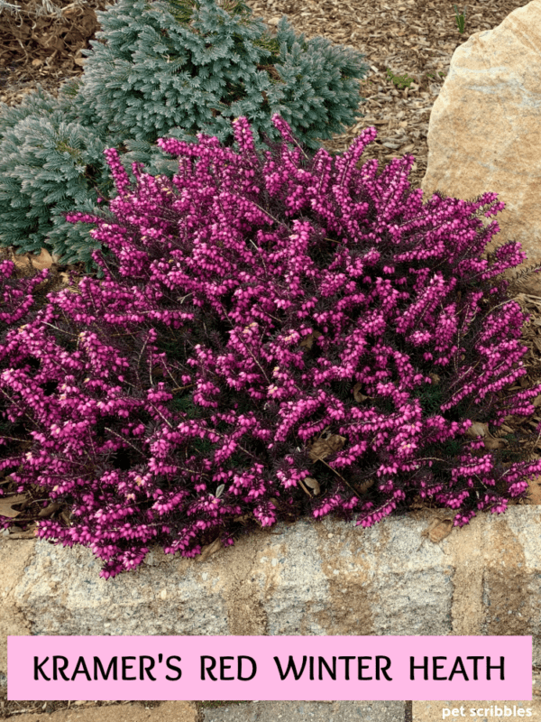 Kramer's Red Winter Heath