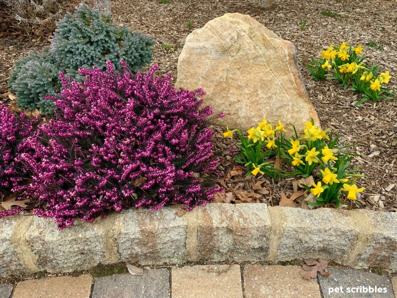 Kramer's Red Winter Heath and Tete-a-Tete Daffodils