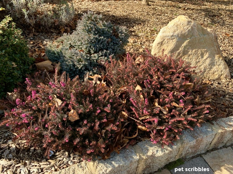 Kramer's Red Winter Heath beginning to bloom in January