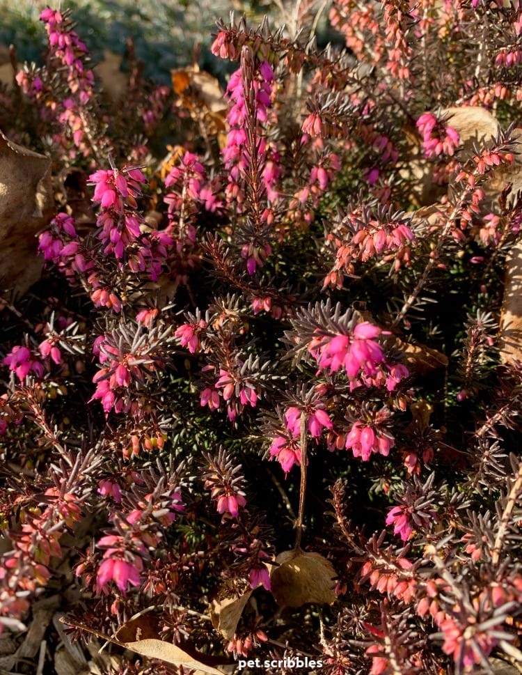 Kramer's Red Winter Heath blooming in Winter