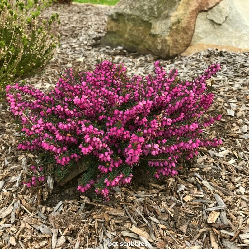 Kramer's Red Winter Heath flowering evergreen shrub