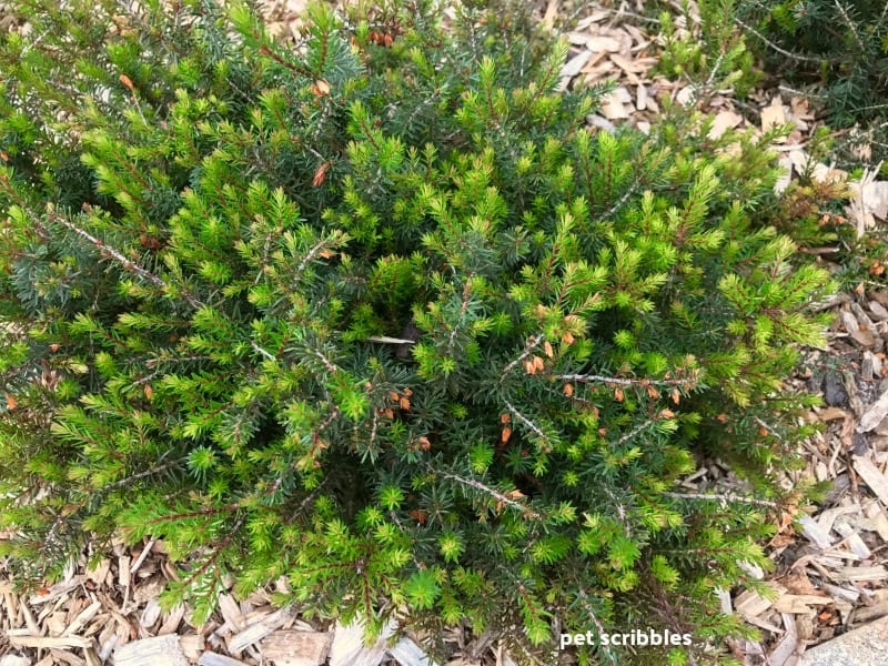 Kramer's Red Winter Heath new green growth in late May