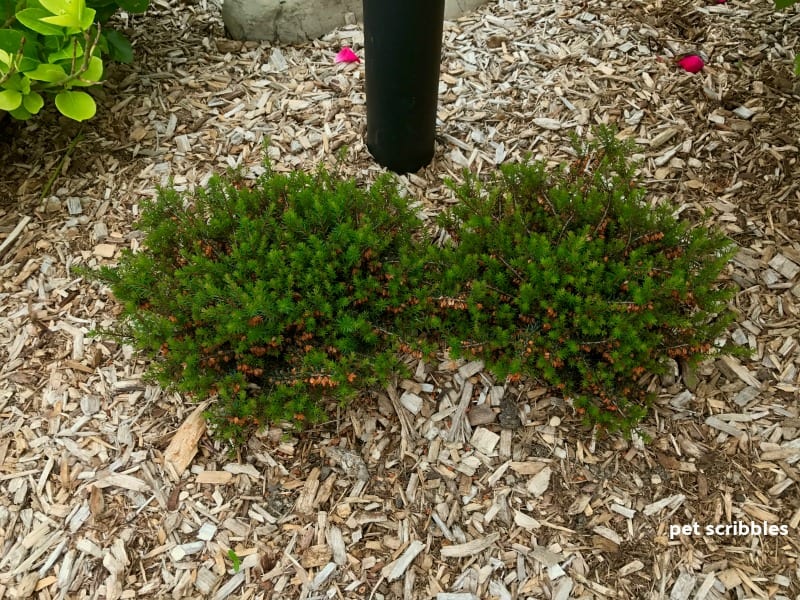 Kramer's Red Winter Heath planted by lamppost in Summer