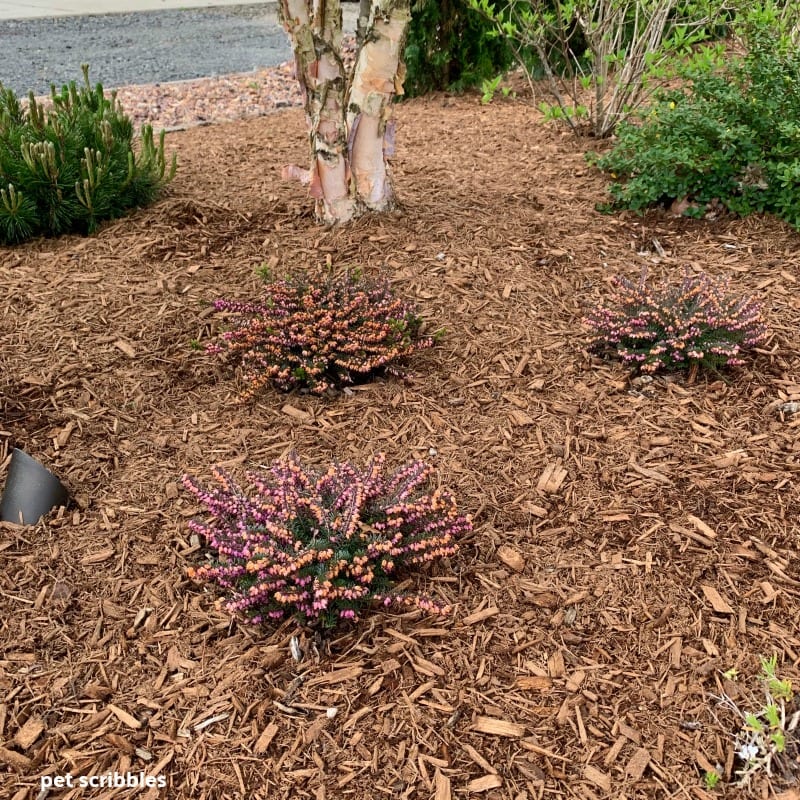 Kramer's Red Winter Heath shrubs planted underneath a River Birch tree