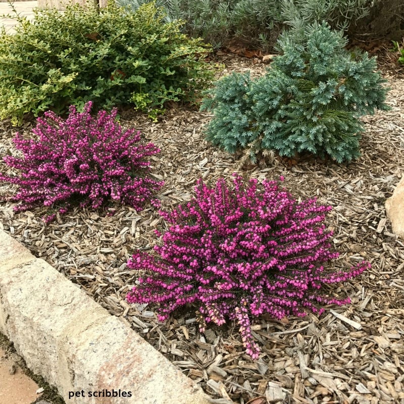 Kramer's Red Winter Heath with magenta flowers