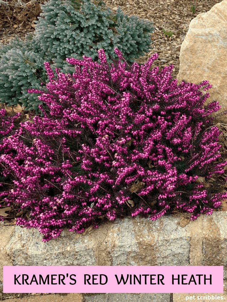 Kramer's Red Winter Heath