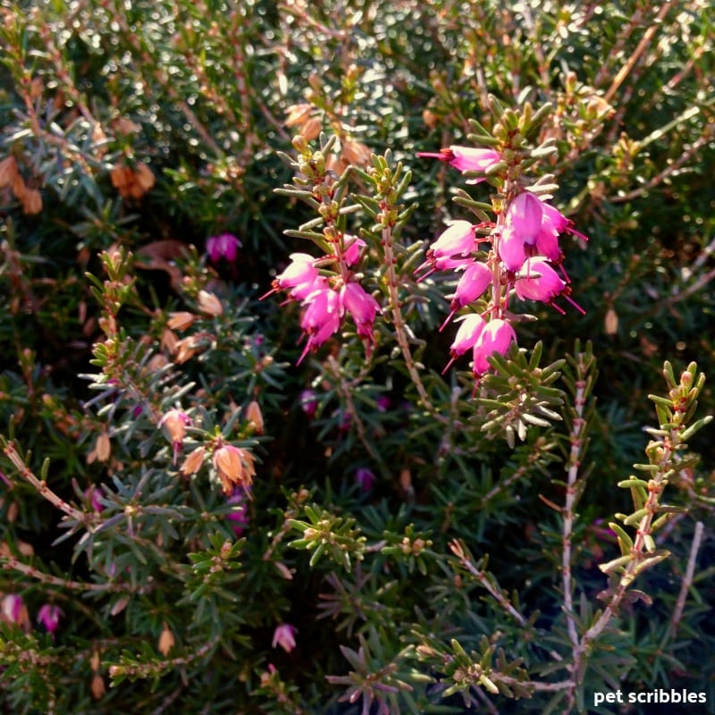 magenta bell-shaped flowers of Kramer's Red Winter Heath 