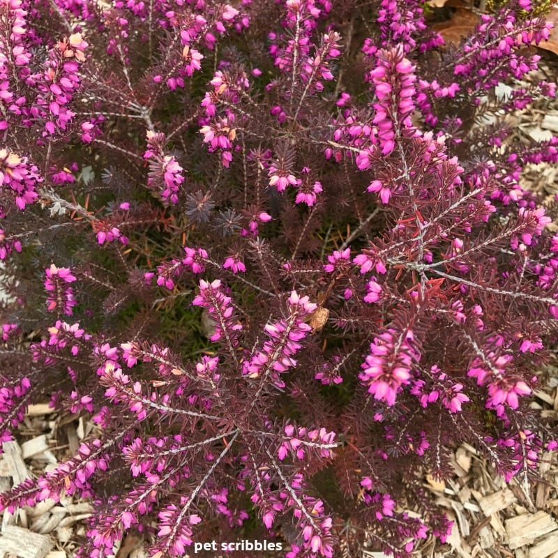 Kramer's Red Winter Heath needle-like foliage turns bronze in Winter