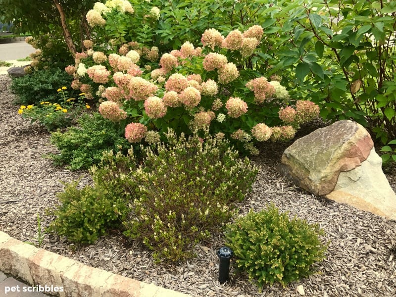 Limelight Hydrangeas and Kramer's Red Winter Heath in September