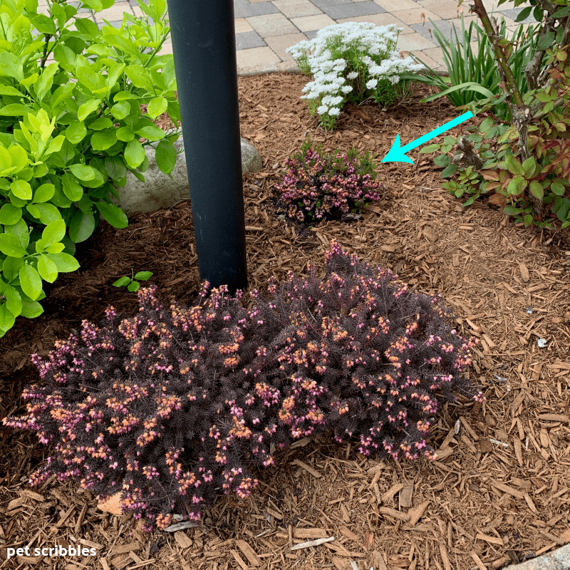 arrow points to newly planted Kramer's Red Winter Heath by lamppost