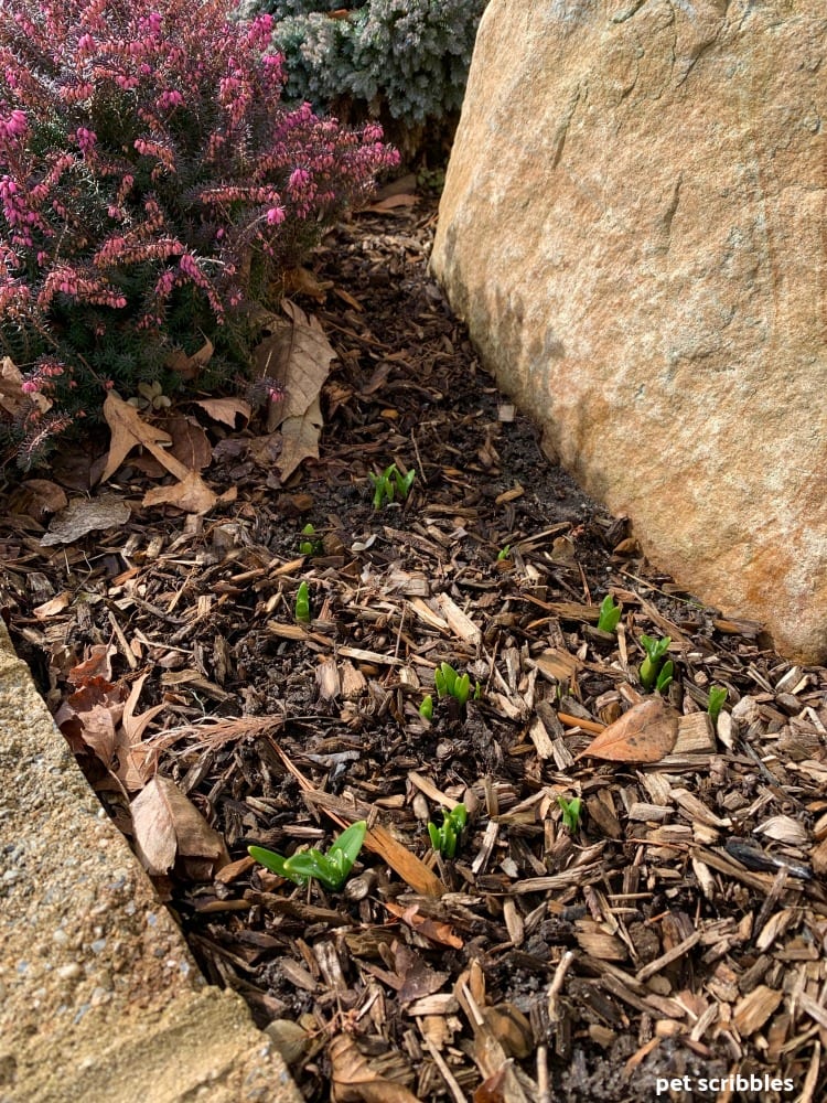 daffodils popping up next to Winter blooming heath