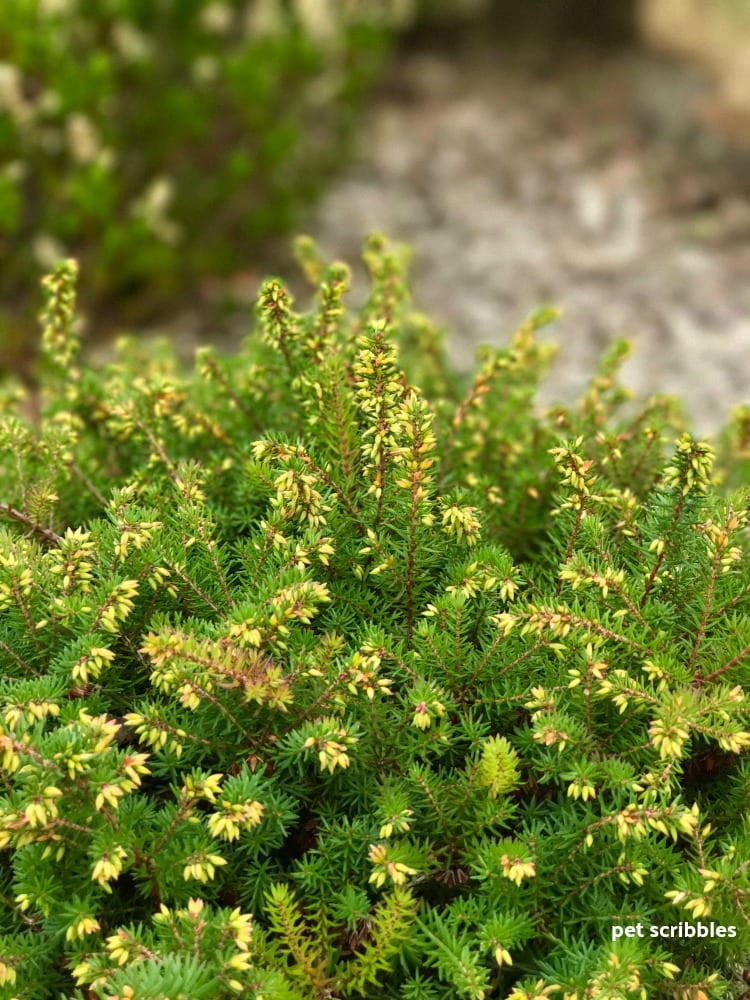 flower buds forming on Kramer's Red Winter Heath in August