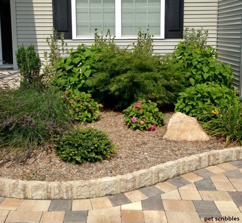 front entrance garden bed in Summer