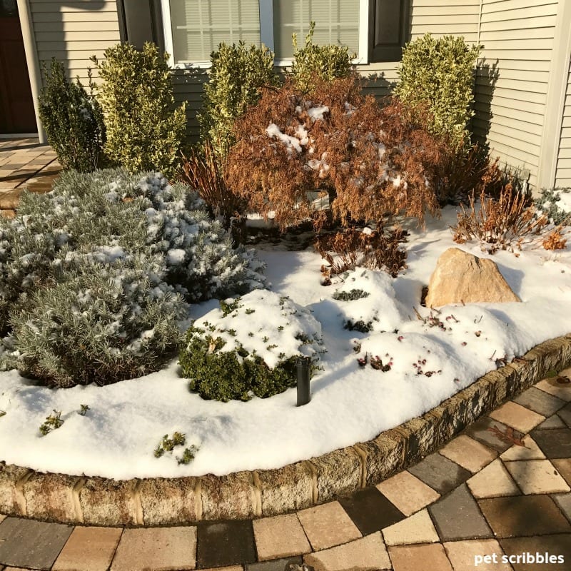 front entrance garden covered in snow