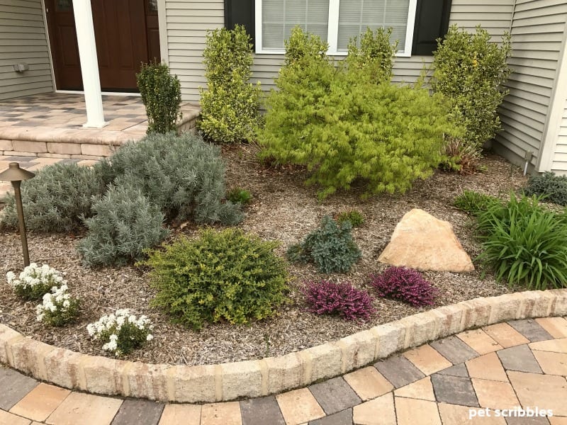 front entrance garden with blooming Candytuft and Kramer's Red Winter Heath