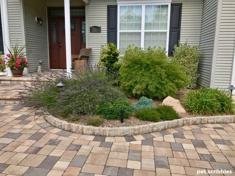 front entrance garden with blooming Phenomenal Lavender