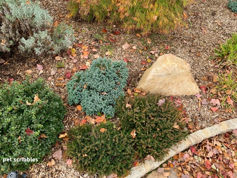 garden evergreens surrounded by colorful Fall leaves