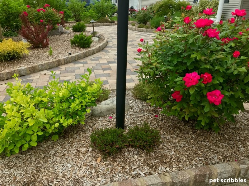 lamppost garden bed with blooming roses and evergreens