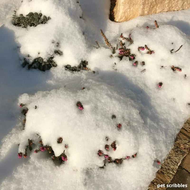 magenta flowers of Kramer's Red Winter Heath covered in snow