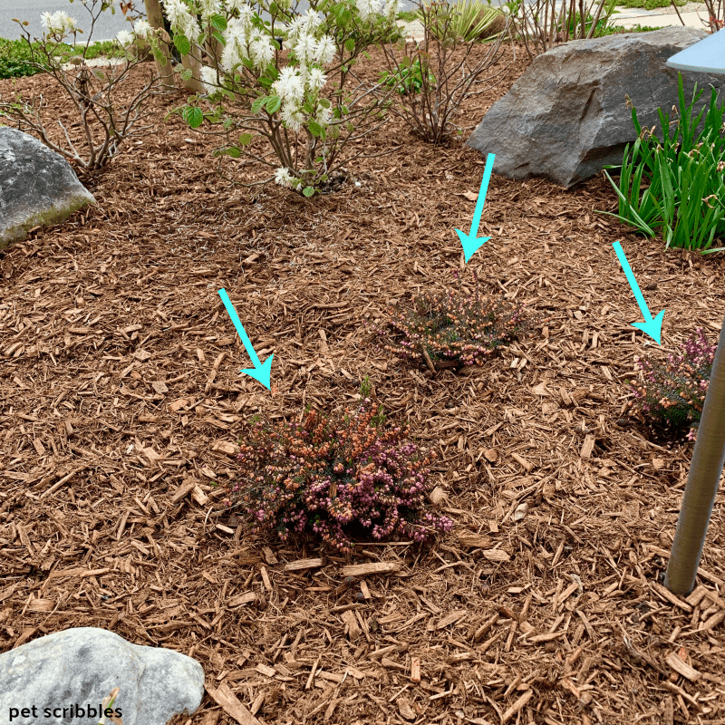 newly planted grouping of Kramer's Red Winter Heath