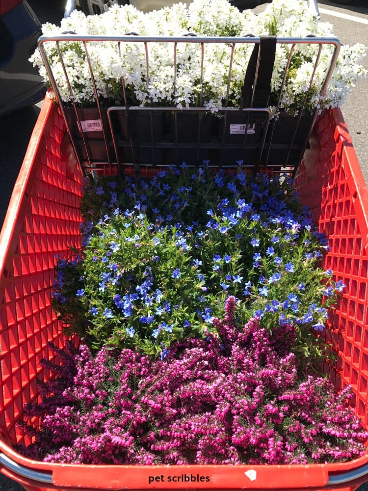 shopping cart full of flowers, Candytuft, Lithodora, Kramer's Red Winter Heath