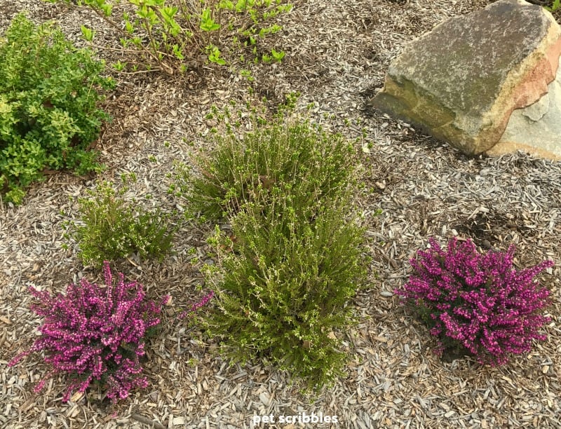 two magenta Kramer's Red Winter Heaths next to a White blooming Heather