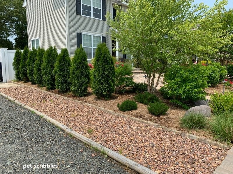 Aborvitae evergreen trees in a row