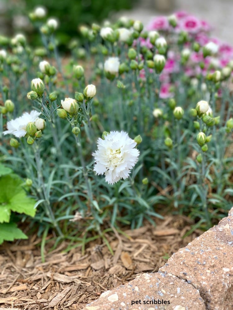 Early Bird Frosty Dianthus -- white flowers