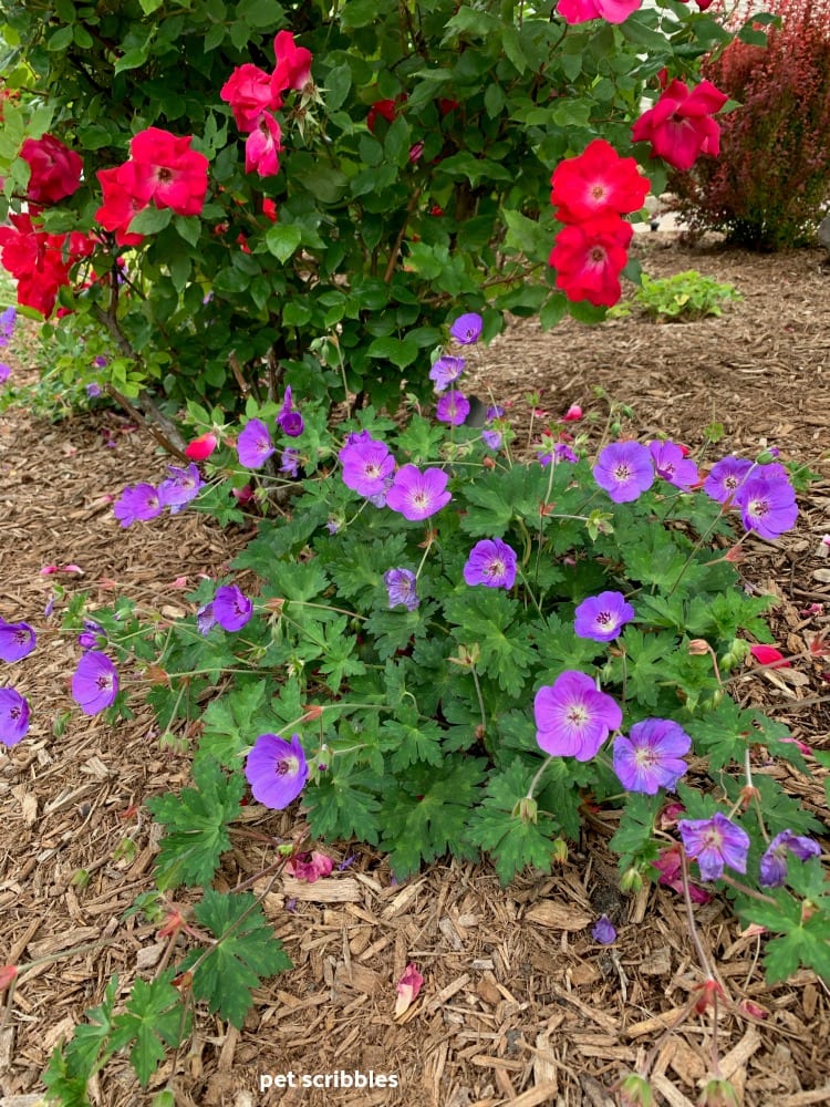 purple flowers of Geranium Rozanne with red roses