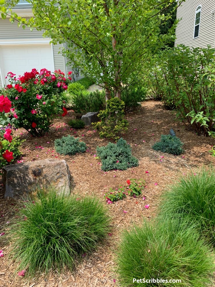 three blue star junipers in a large garden bed