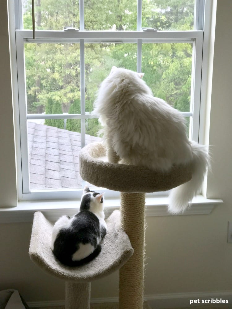 Ivan and Otto looking out the window together