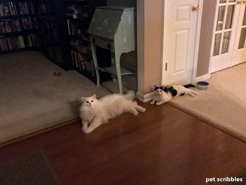 Ivan and Otto's first night together, hanging out on the floor